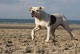 BOULEDOGUE AMERICAIN 224